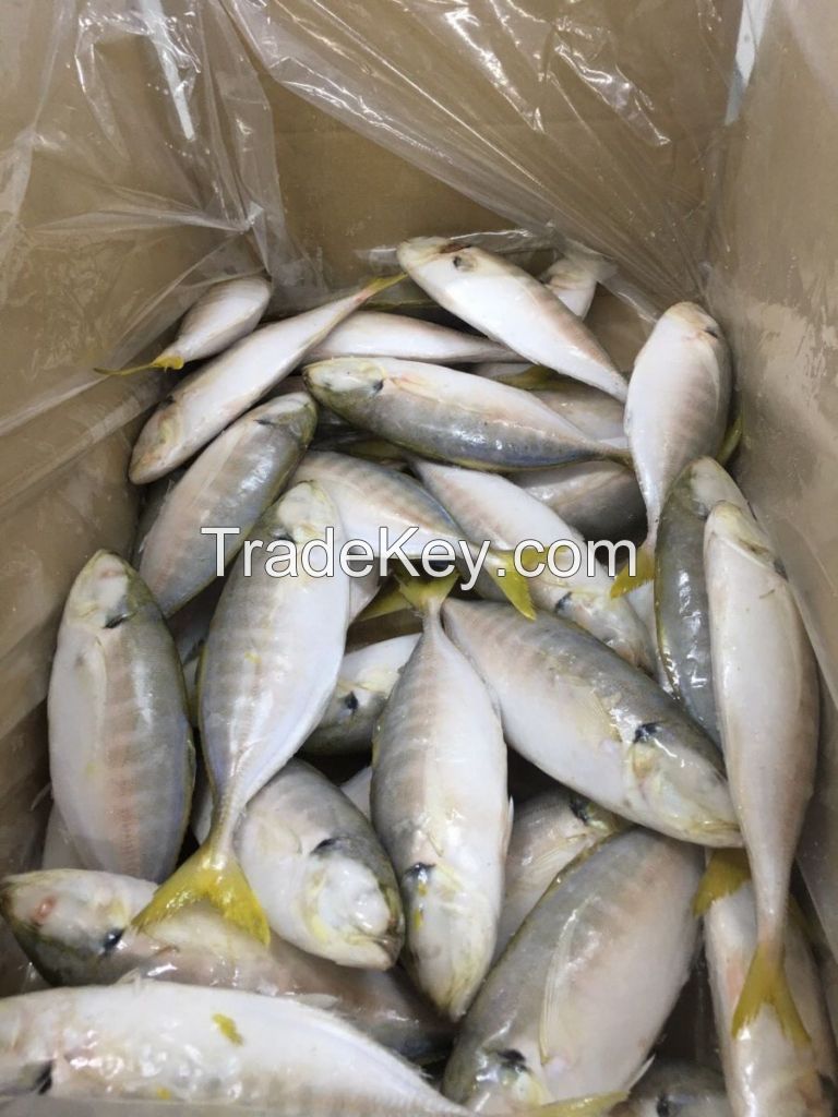 Black Squid, Bullet Tuna, Horse Markerel, Indian Markerel, Black PomPret, Sardine.....etc...