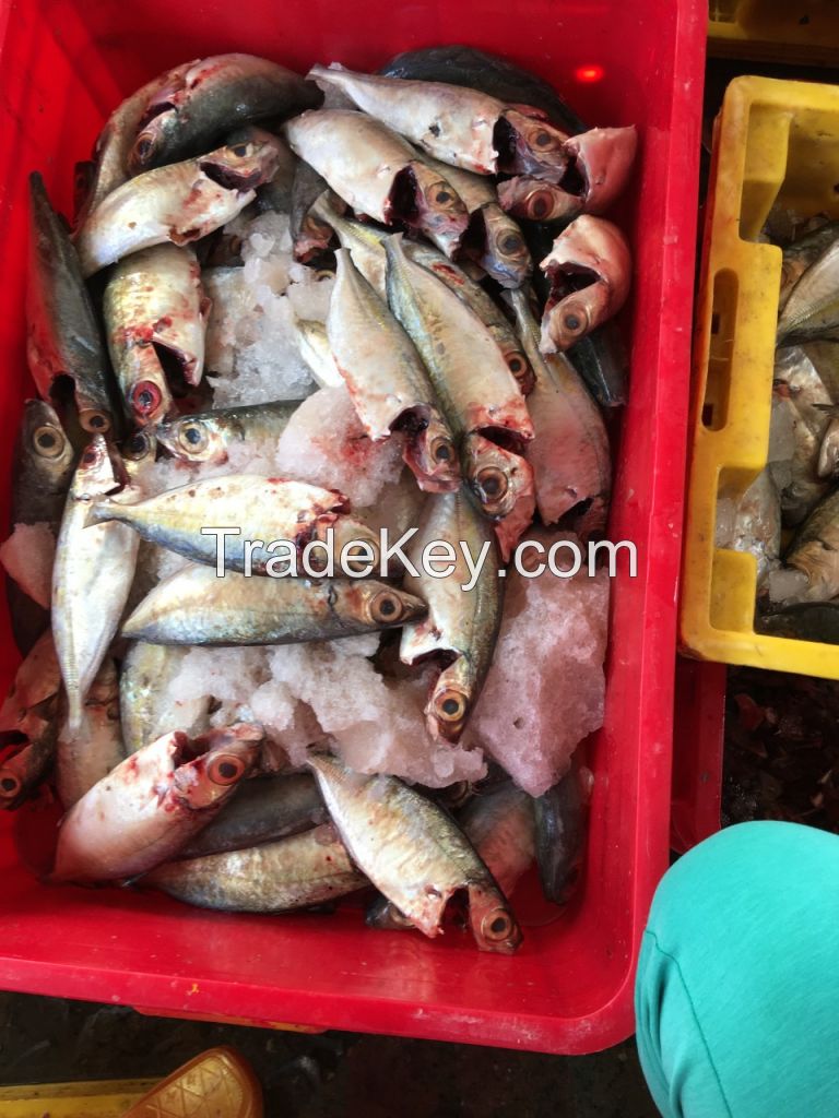 Black Squid, Bullet Tuna, Horse Markerel, Indian Markerel, Black PomPret, Sardine.....etc...