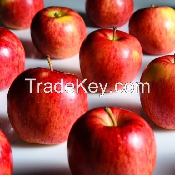 Fresh Apples Red Chief Red Delicious south africa origin 