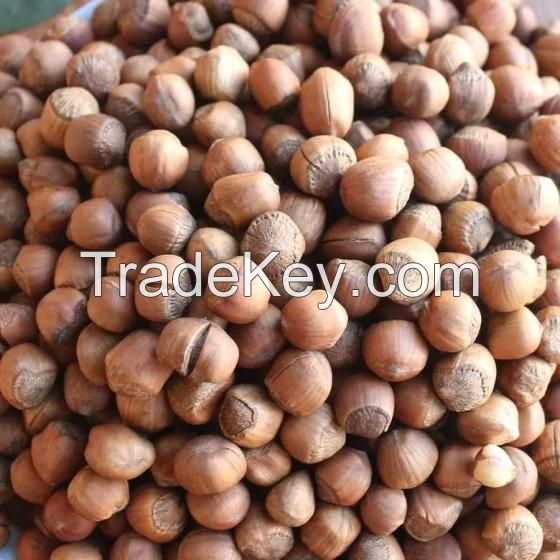 Hazelnut Roasted and Double Roasted Best Price and Quality No:1 Choice in Europe 