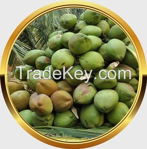 Fresh Apples Red Chief Red Delicious south africa origin 
