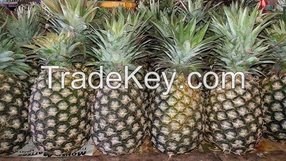 Wholesale various size  pineapple sweet canned pineapple in syrup 