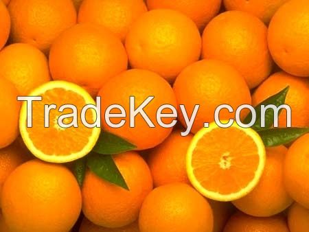 Fresh Navel and Valencia Oranges Citrus Fruits