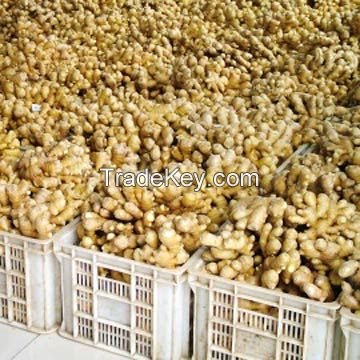 2020 New Crop Fresh ginger whole prices exporting to overseas 