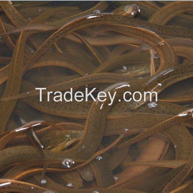 Live and Fresh Sweet water Eel Fish 