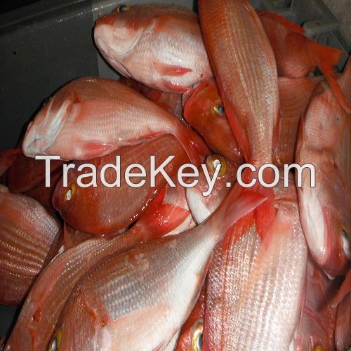 Frozen 150-350g size fresh high quality frozen red snapper sea bream fish whole round 