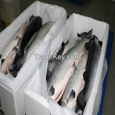 High Quality Fresh / Frozen Atlantic Salmon Fish 