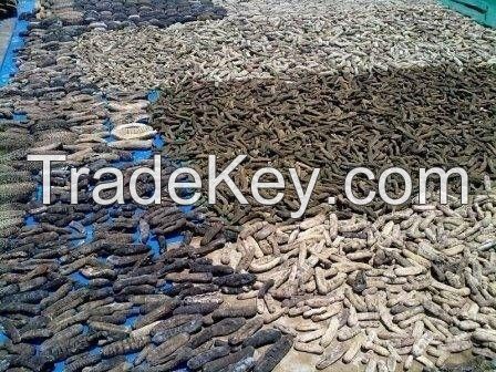 HIGH QUALITY DRIED SEA CUCUMBER -WHITE TEAT FISH- BLACK PRICKLY FISH