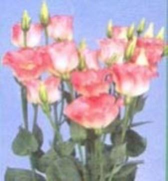 Fresh cut flower-Eustoma