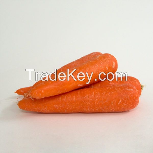 Premium fresh organic carrots