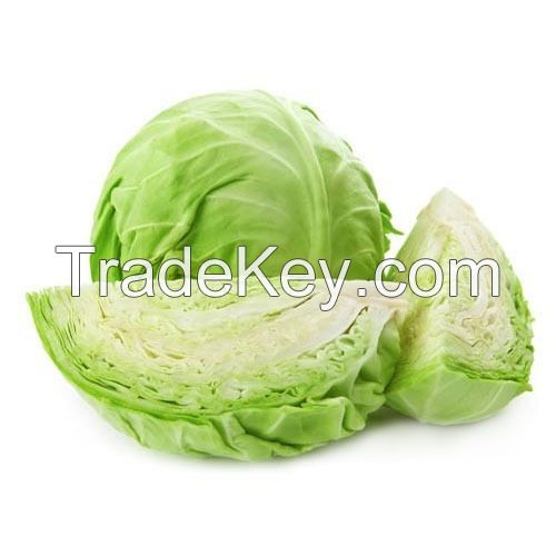 Fresh Round Cabbage Good Quality From UK with Cheap Price