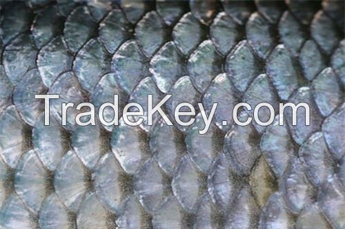 Fish Scale Ms.Selena+84906086094