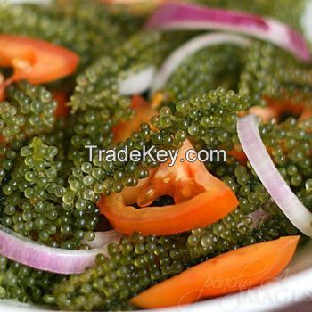 Dehydrated Sea Grapes from Viet Nam Ms. Dilys +84 969 694 230