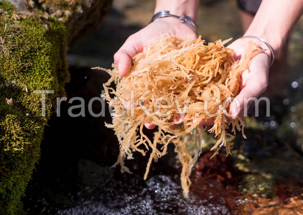 NATURAL SEA MOSS FROM VIETNAM SUPPLIER/ Irish moss Sea moss origin Ninh Thuan, Vietnam/ Ms. Julie +84767799825