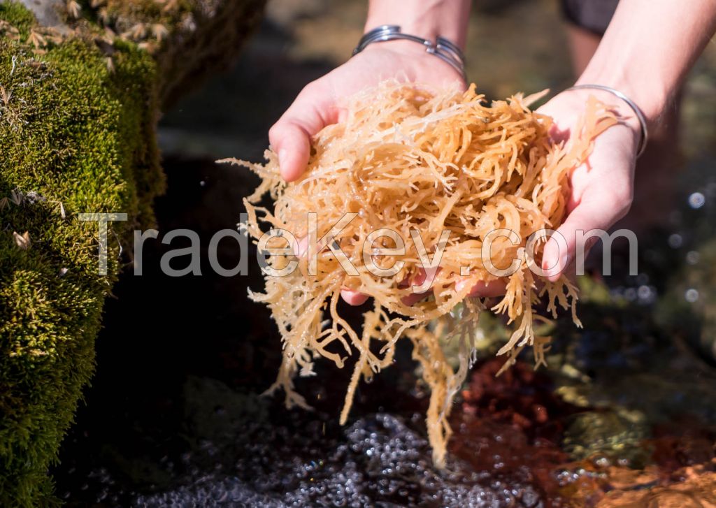 NATURAL SEA MOSS FROM VIETNAM SUPPLIER/ Irish moss Sea moss origin Ninh Thuan, Vietnam/ Stella 