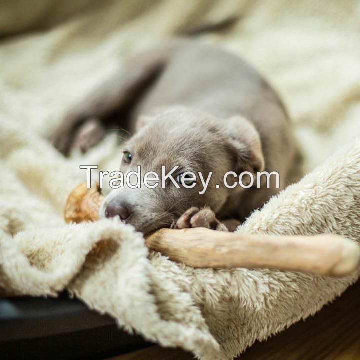 COFFEE WOOD DOG CHEW I The gift for your dog