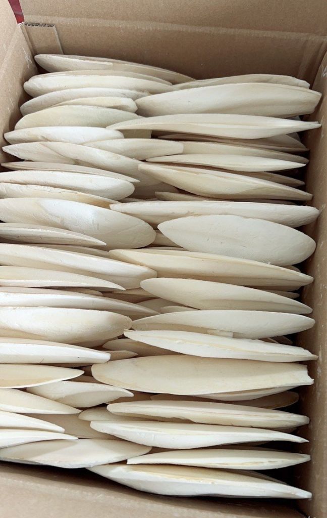 Cuttlefish Bone Cuttlebone Cuttle Fish Bones Dried Squid Bone- HIGH QUALITY - BEST PRICE - VIETNAM