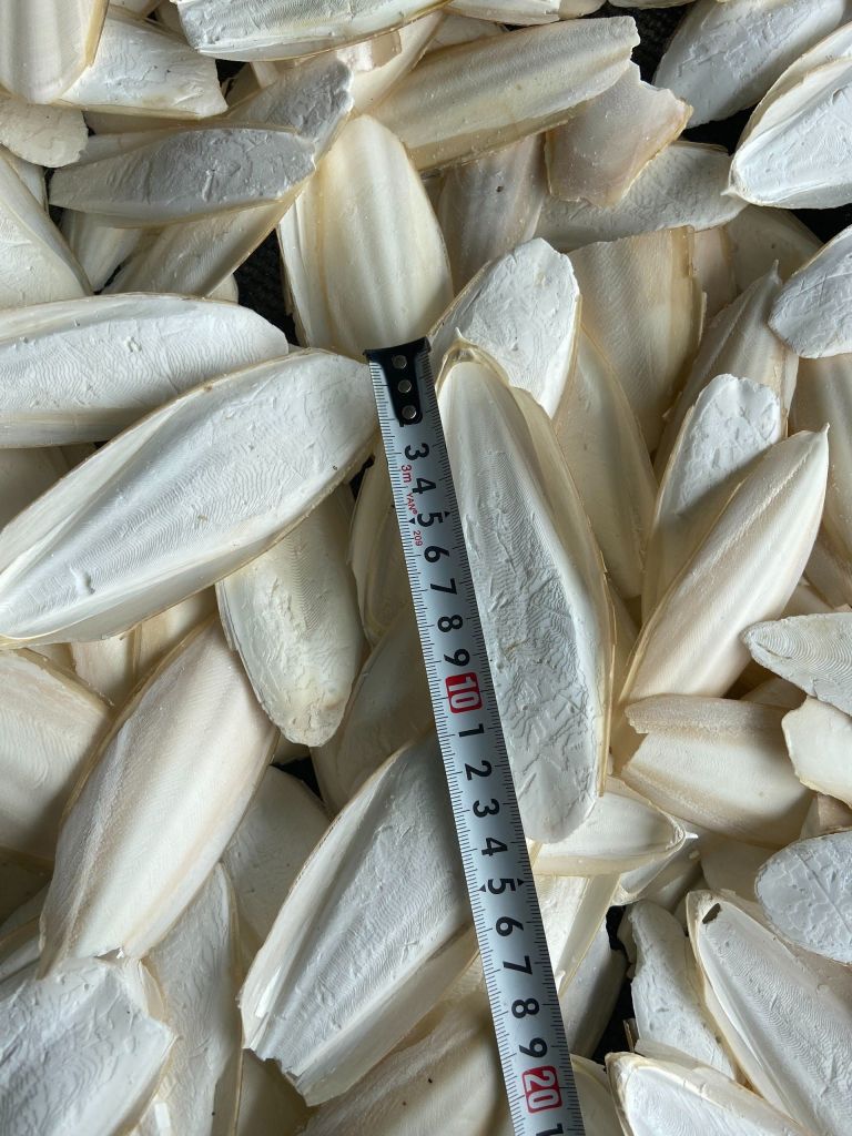 Cuttlefish Bone Cuttlebone Cuttle Fish Bones Dried Squid Bone- HIGH QUALITY - BEST PRICE - VIETNAM