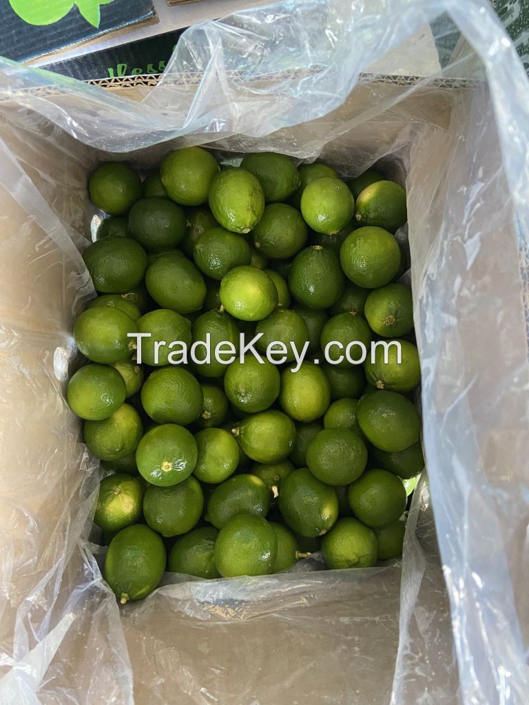 PERSIAN LIME/ SEEDLESS LIME FOR IMPORT// Ms. Helen