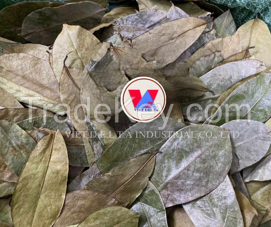 Soursop leaves/ Graviola leaves to process tea from Vietnam // Ms. Serene