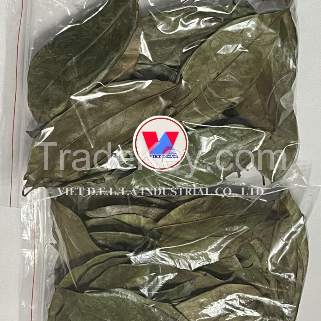 Soursop Leaves/ Graviola Leaves To Process Tea From Vietnam // Ms. Serene