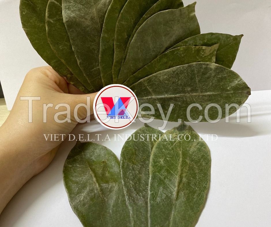 Soursop Leaves/ Graviola Leaves To Process Tea From Vietnam // Ms. Serene