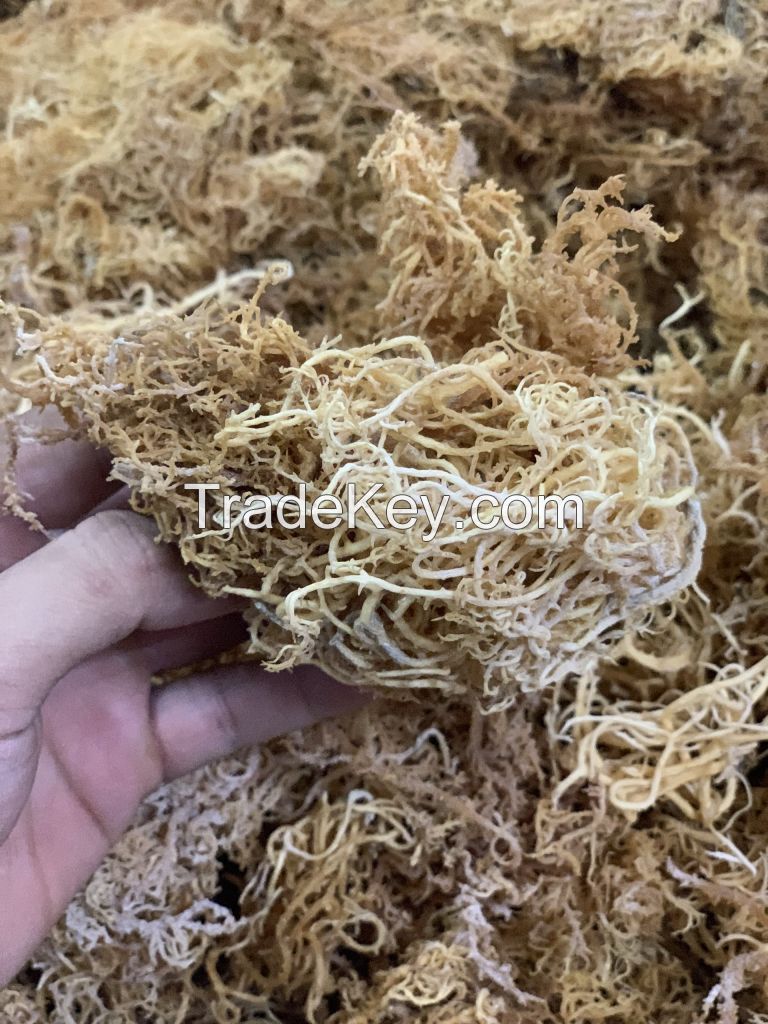 Sea Moss with high quality +84944439979 Brian ( whatsapp)