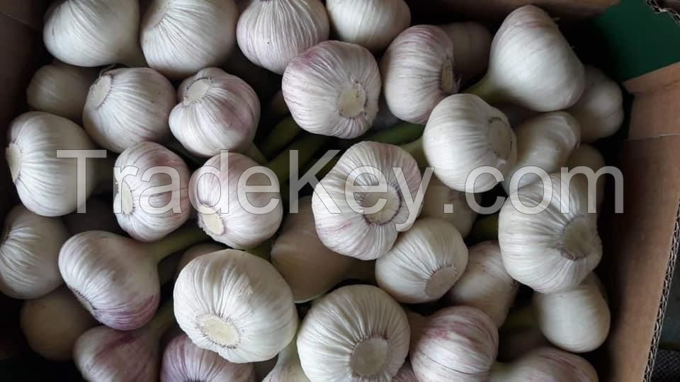 Garlic