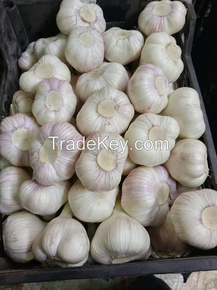 Garlic