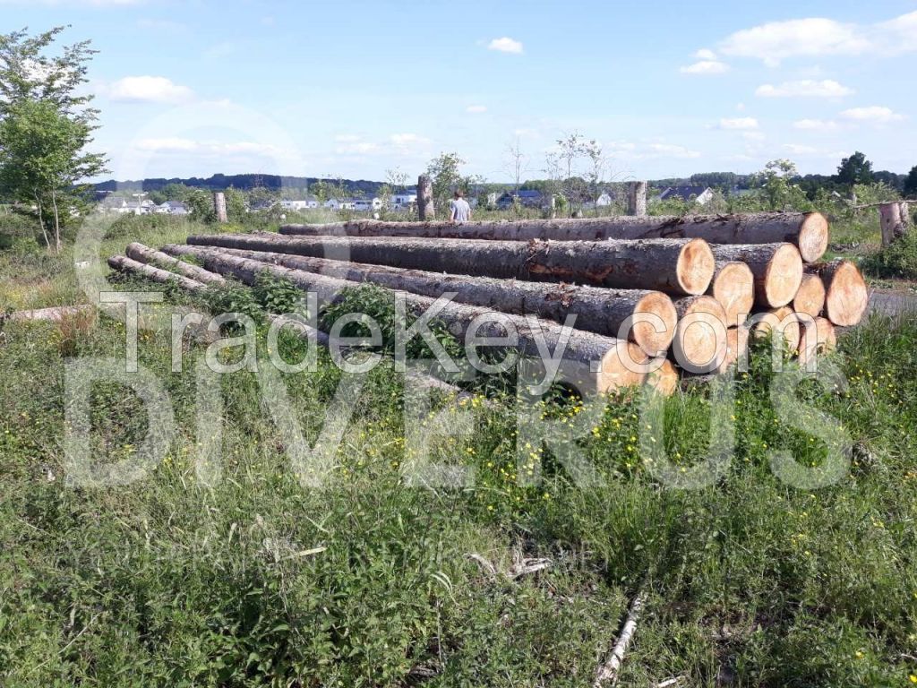 Spruce logs