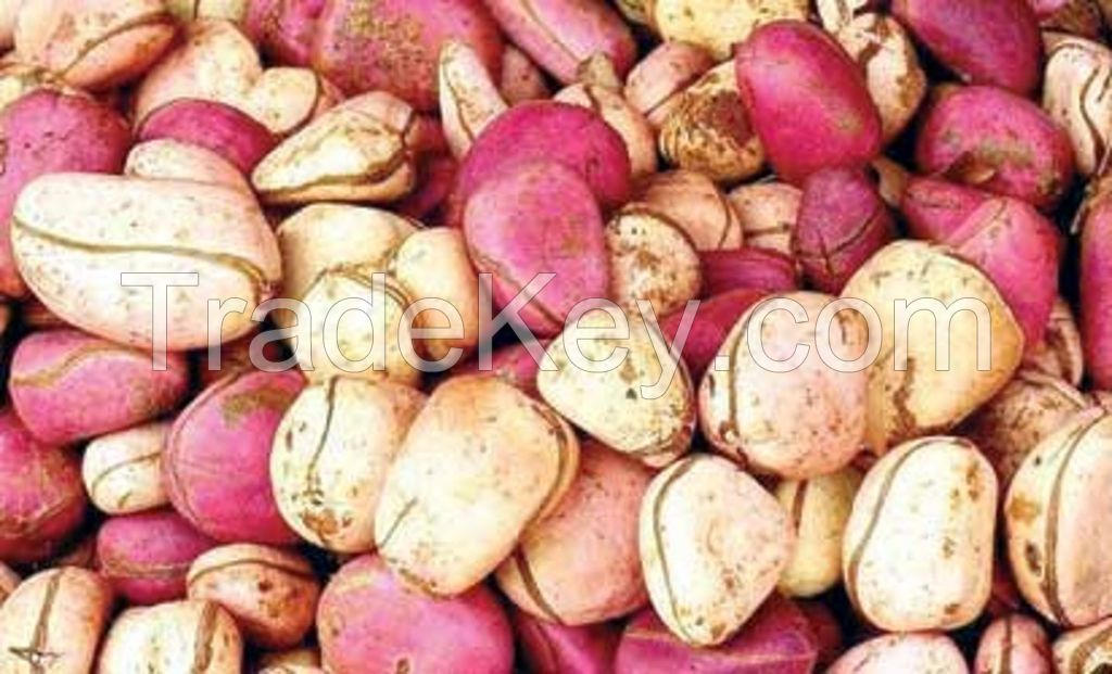 kola nut