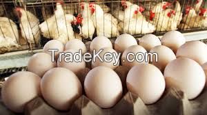 Fresh Chicken Table Eggs