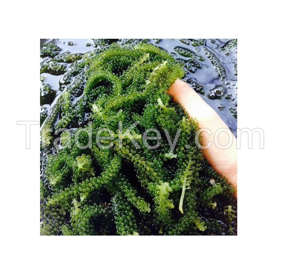 Umibudo sea grapes vietnam good price canivar sea grapes