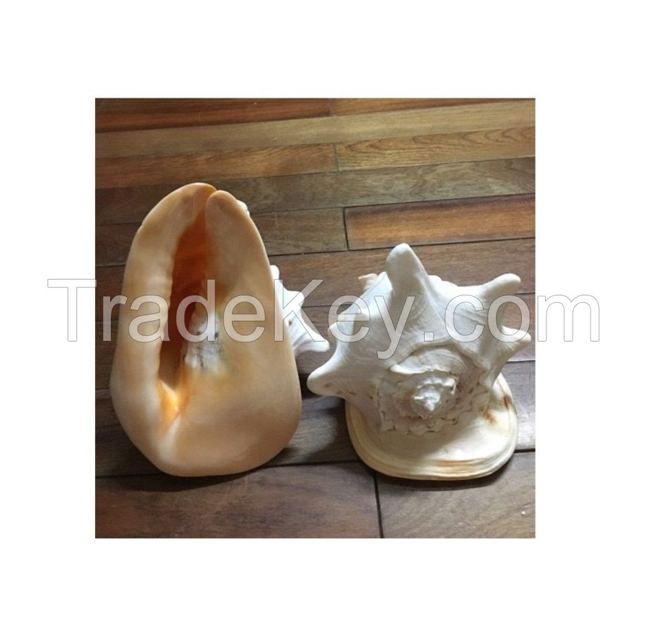 Triton seashell big size seashell triton queen conch shell