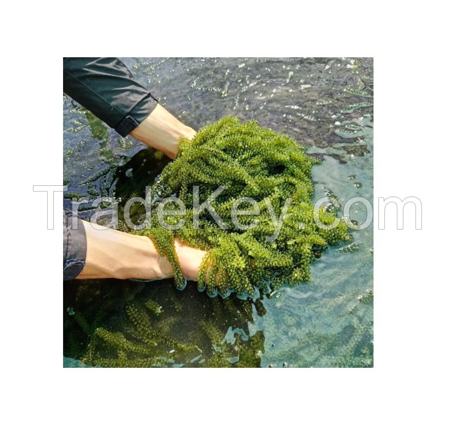 Umibudo sea grapes vietnam good price canivar sea grapes