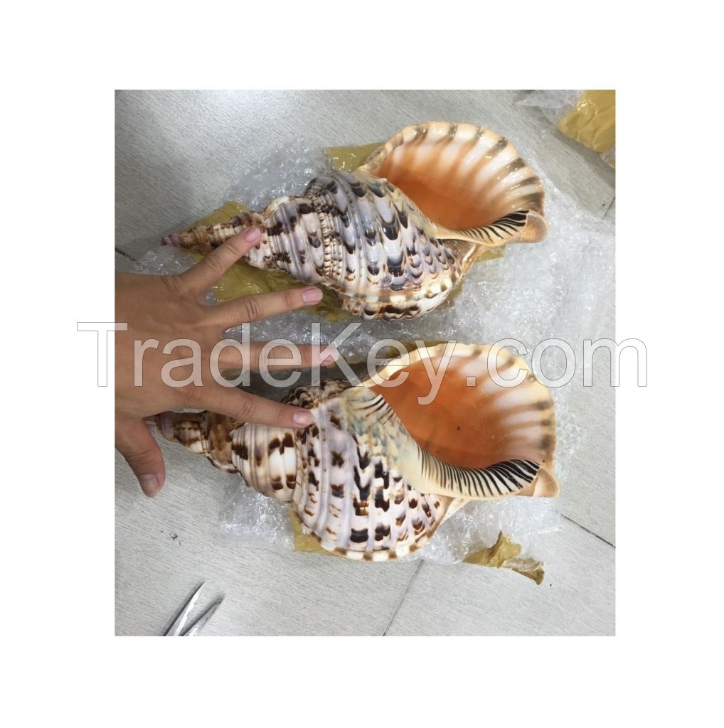 Triton seashell big size seashell triton queen conch shell