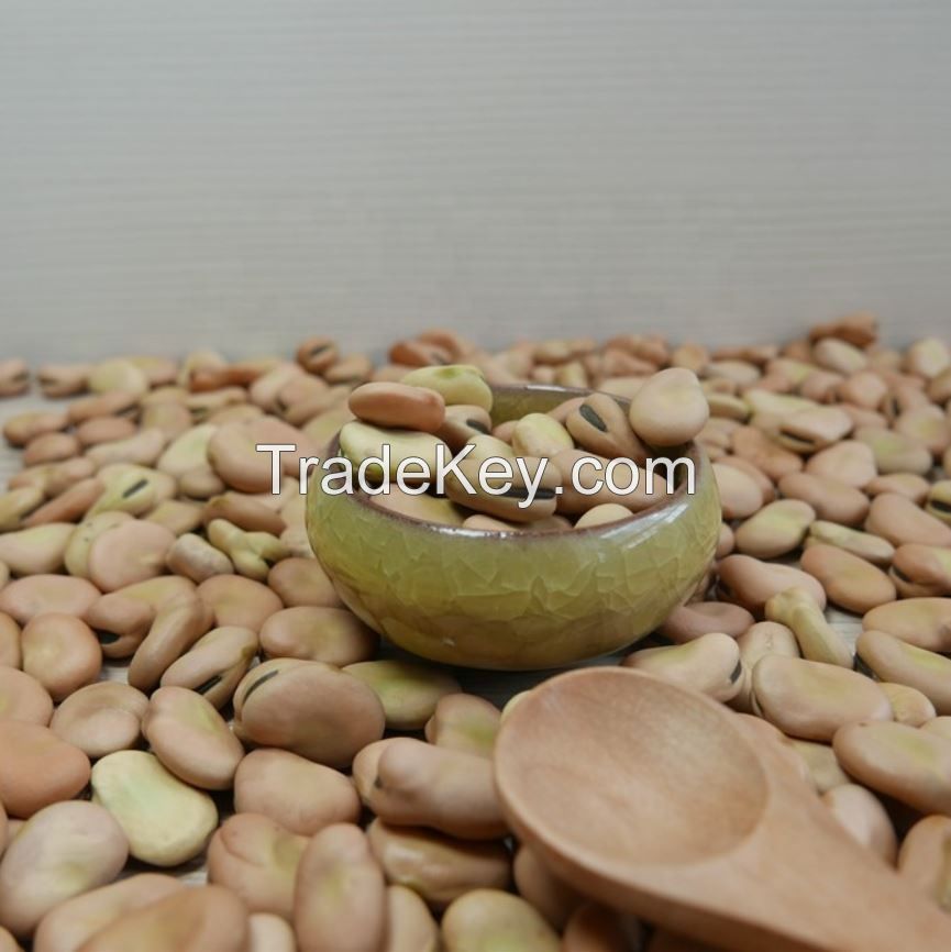 High Quality Broad Bean Fava Bean | Ethiopia Fava beans