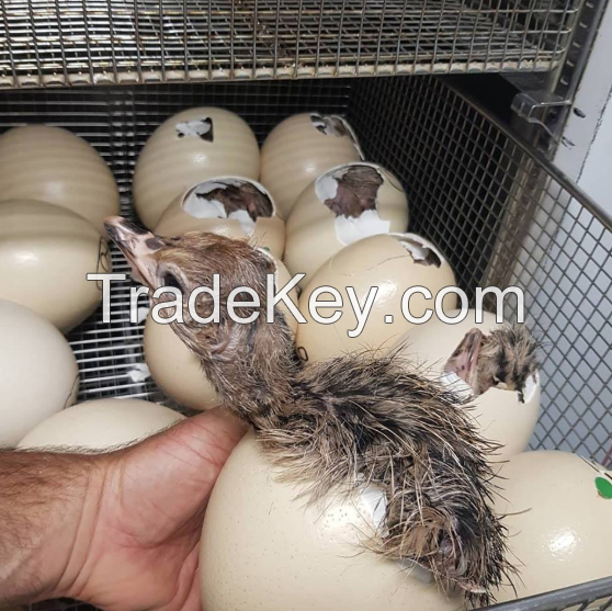 Fertilized Ostrich Eggs