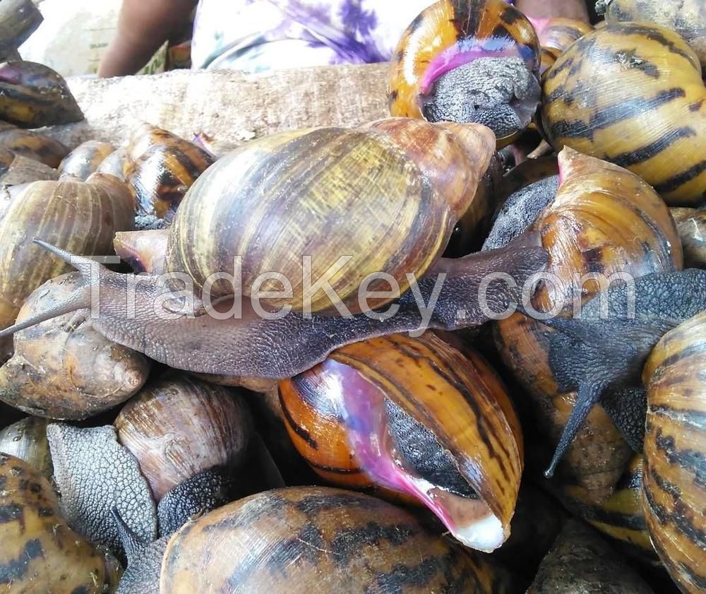 25 Weight (kg) and Food Product Type LIVE GIANT African Snails for Sale