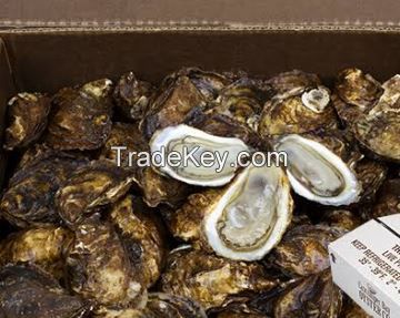 Seafood Fresh and LIve Oysters Quality Guaranteed