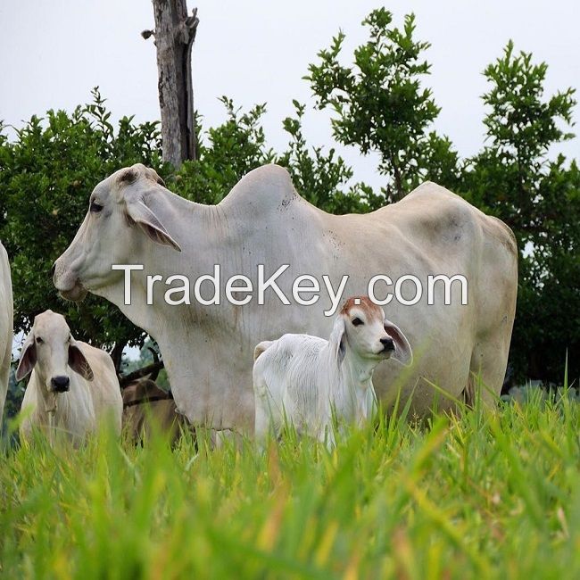 Brahman bulls cow