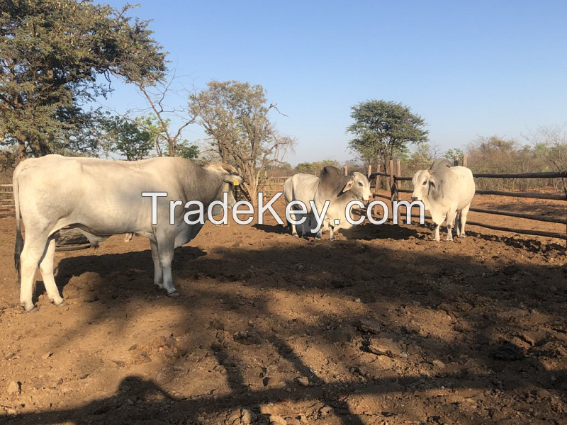 Brahman bulls cow