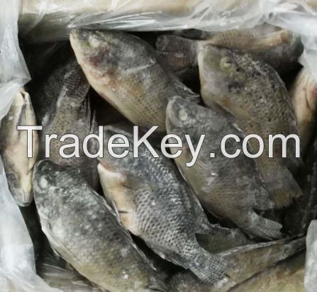 best quality frozen tilapia fish