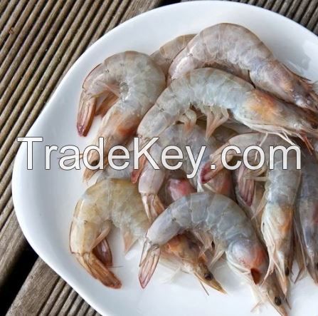 Seafood Frozen Quality Headless Tiger Shrimps & Prawns