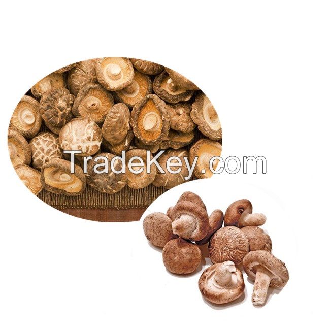 Bulk Dried Whole Magic Mushroom