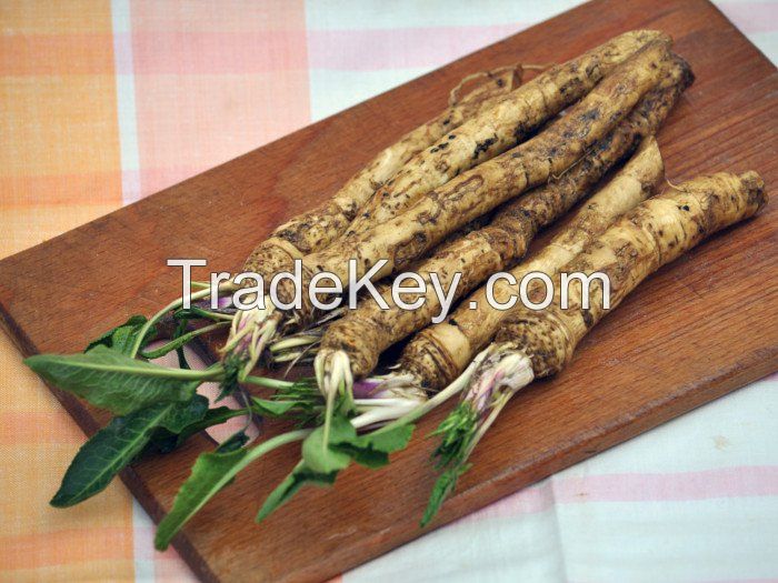 Horseradish