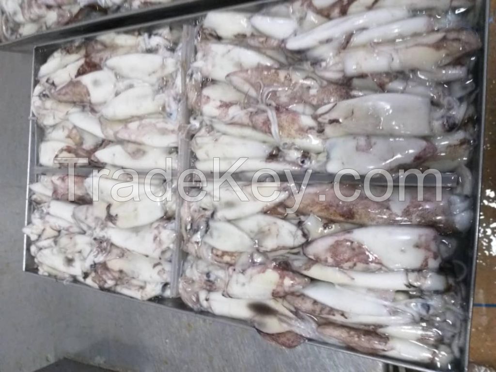 Loligo Squid