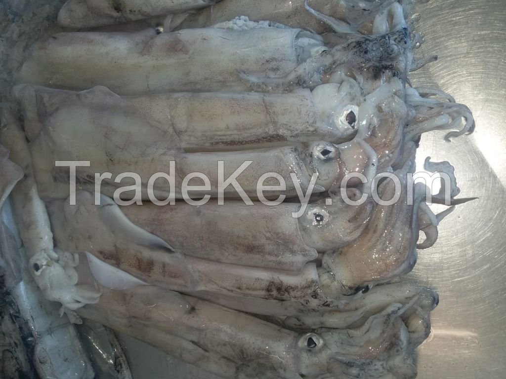 Loligo Squid