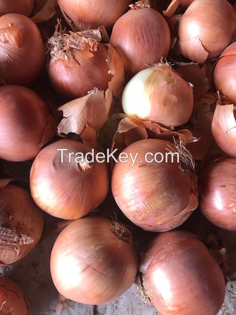 Red / Yellow Onions