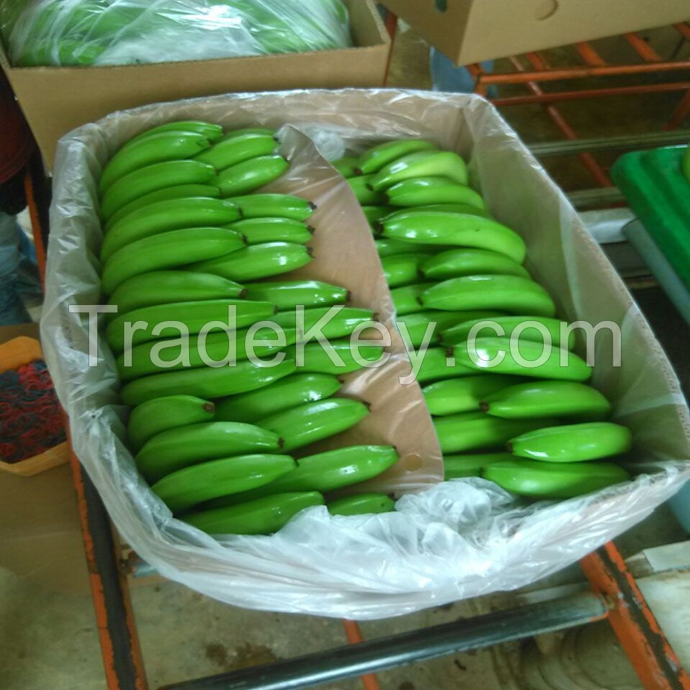 Fresh Green Cavendish Banana for sale